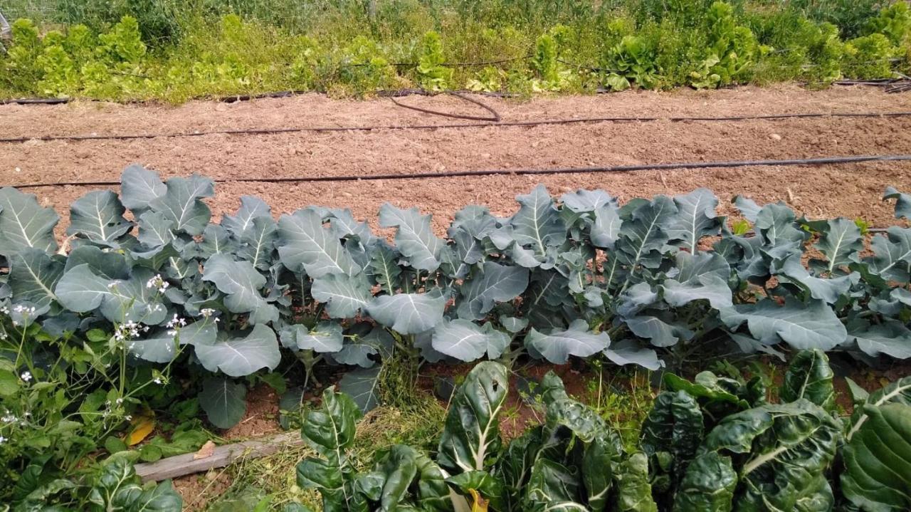 Agriturismo Pingitore Luzzi Bagian luar foto